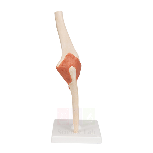 Elbow Joint Model Human